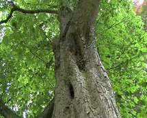 plaatje: Natuurbegraafplaats in natuurgebied de Maashorst